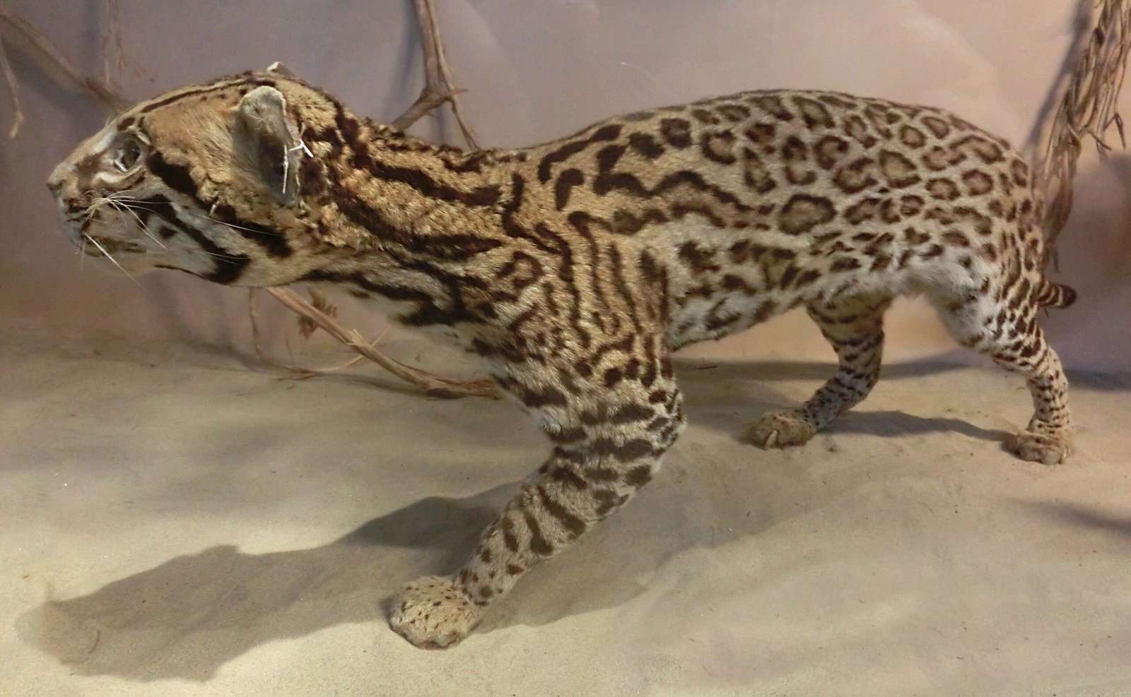 Ocelot: The Miniature Leopard Controls 2-30 Square Miles (image credits: wikimedia)