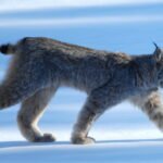 9 Big Cats Whose Territories Span Over 100 Miles