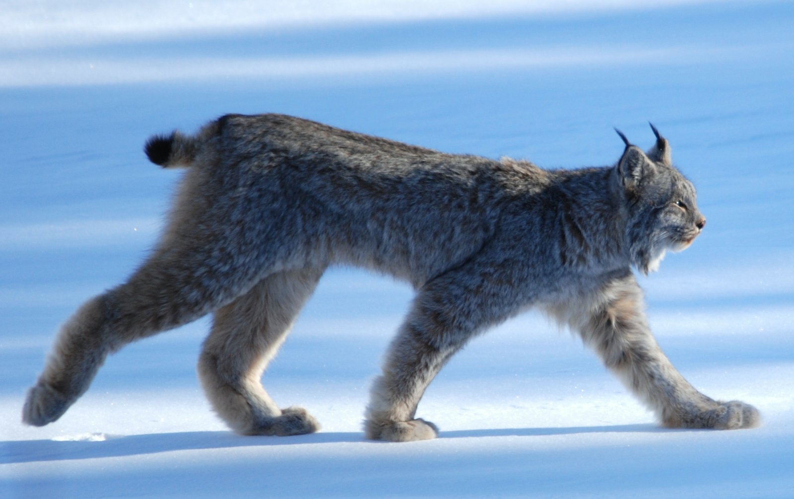 9 Big Cats Whose Territories Span Over 100 Miles