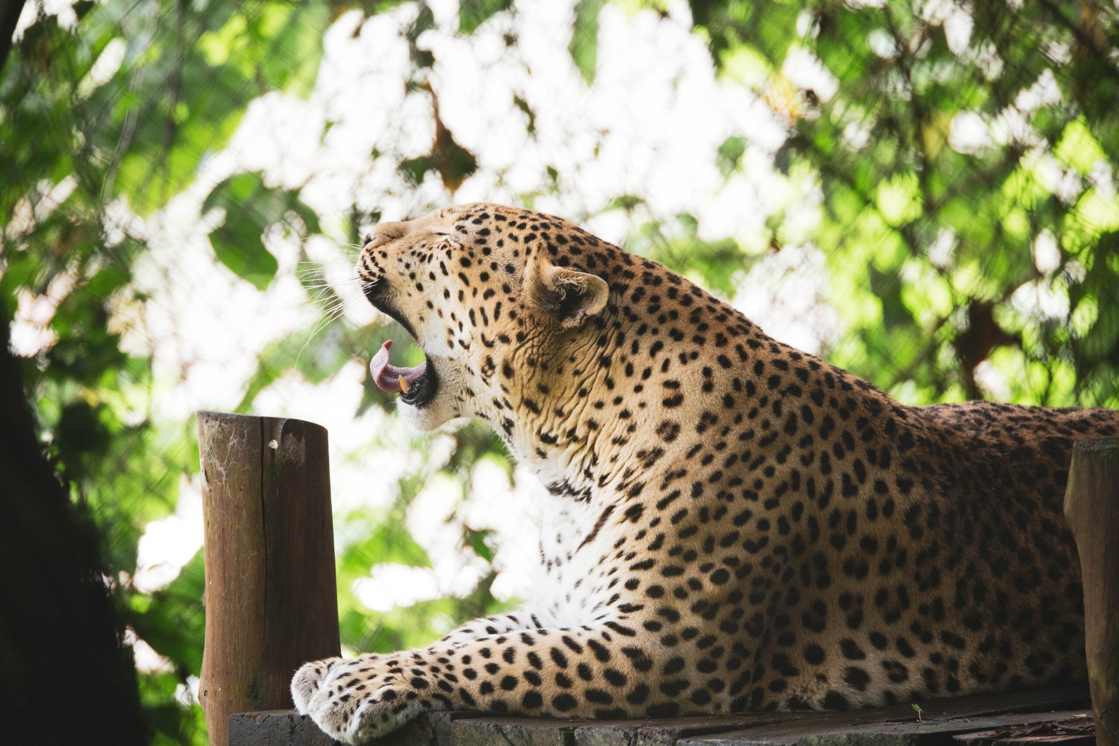 Conclusion: Nature's Ultimate Stealth Masters (image credits: wikimedia)