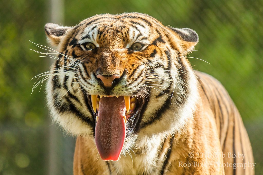 14 Ways Big Cats Navigate Without Leaving a Trace