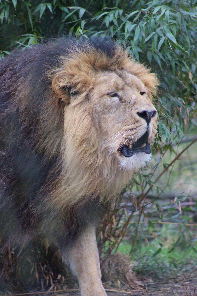 Lions: The Roaring Billboards of the Savanna (image credits: flickr)