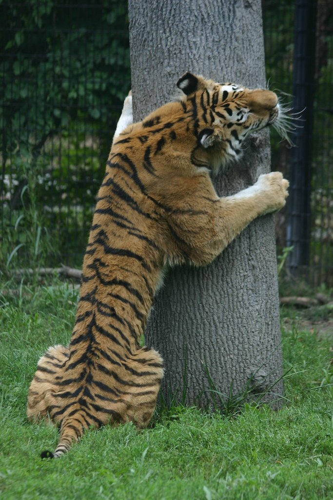 Tigers: Silent Assassins with Scratching Posts (image credits: flickr)