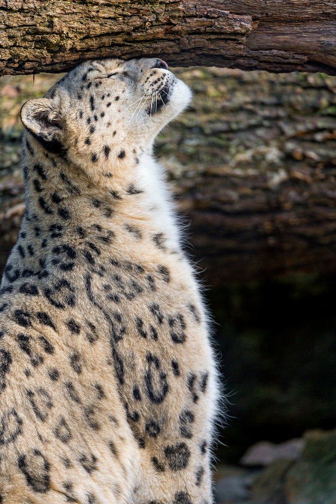 Leopards: The Graffiti Artists of the Cat World (image credits: flickr)