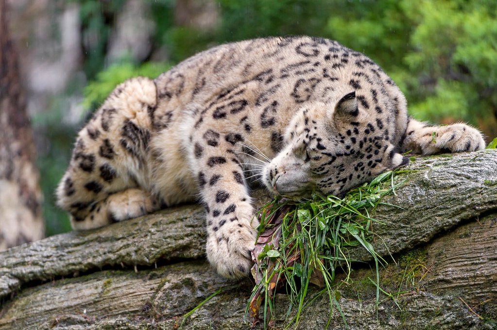 Jaguars: Water-Loving Territory Defenders (image credits: flickr)