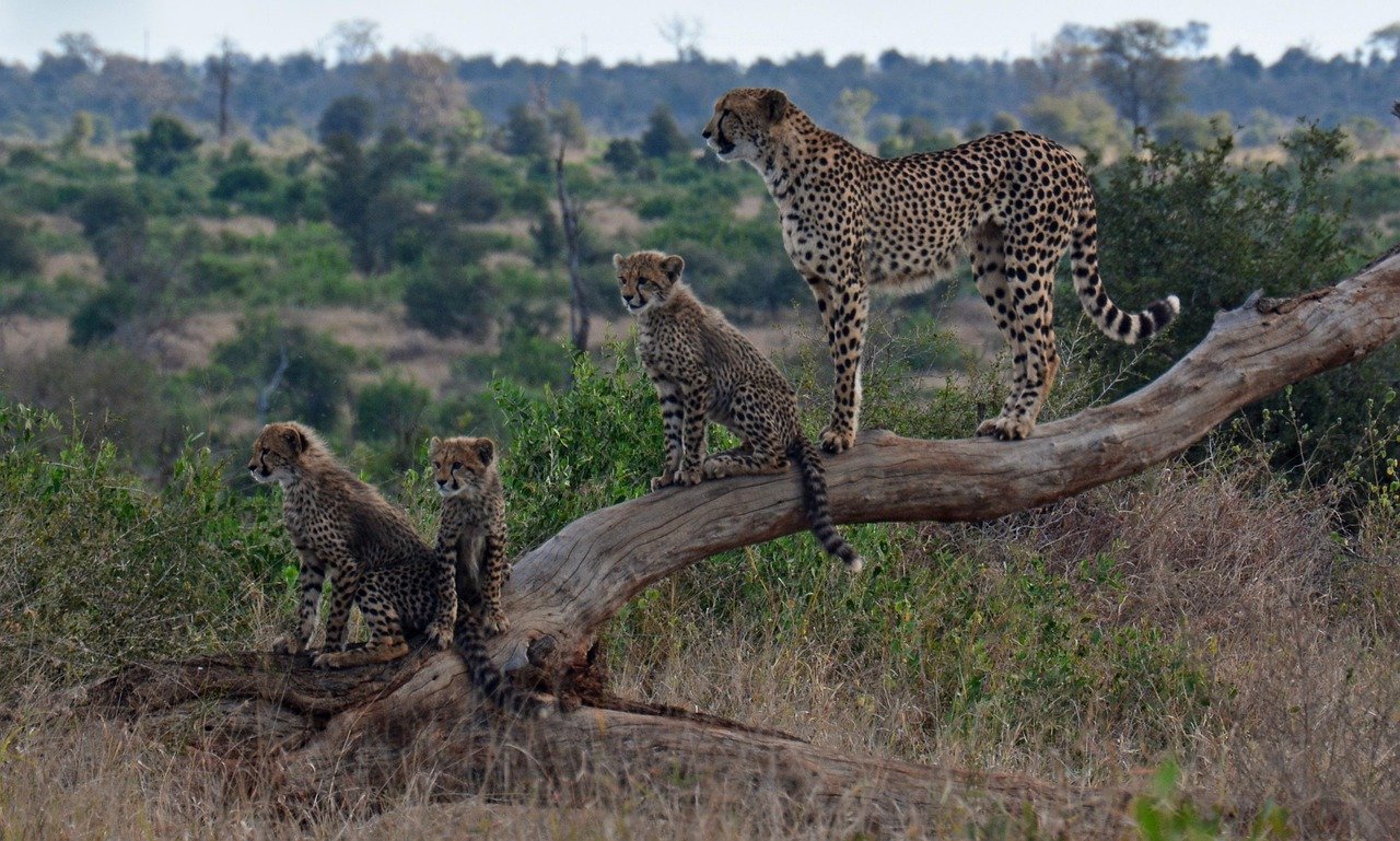 Cheetahs: Speed Demons with Scent Highways (image credits: pixabay)