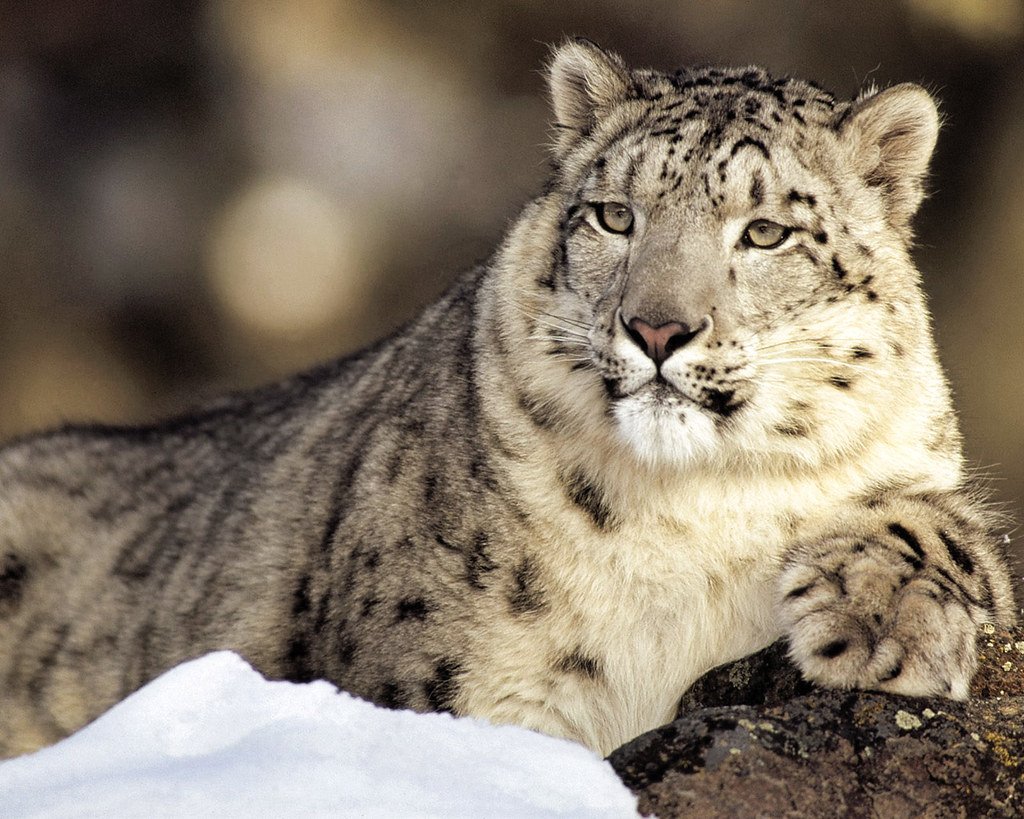 Snow Leopards: Mountain Ghosts with Rock Signatures (image credits: flickr)