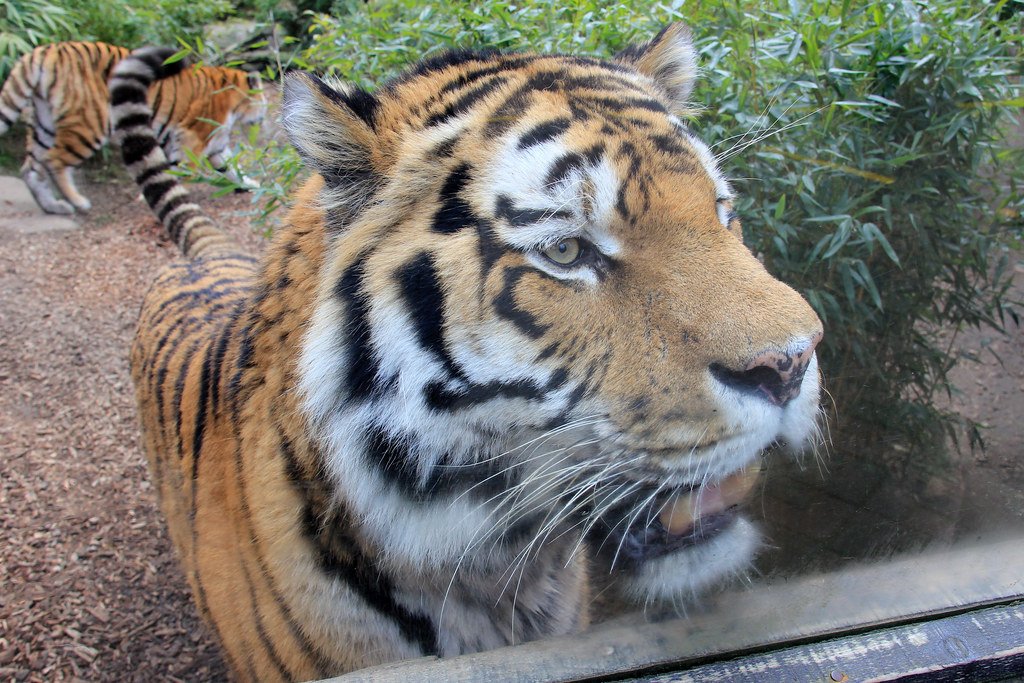 Human Impact on Big Cat Territories (image credits: flickr)