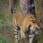 7 Big Cats That Mark Their Turf With More Than Just Scent