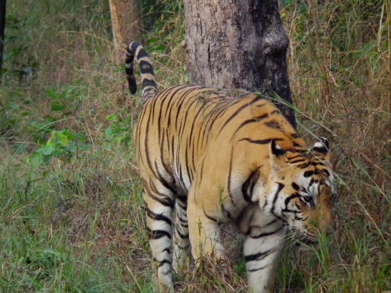 7 Big Cats That Mark Their Turf With More Than Just Scent
