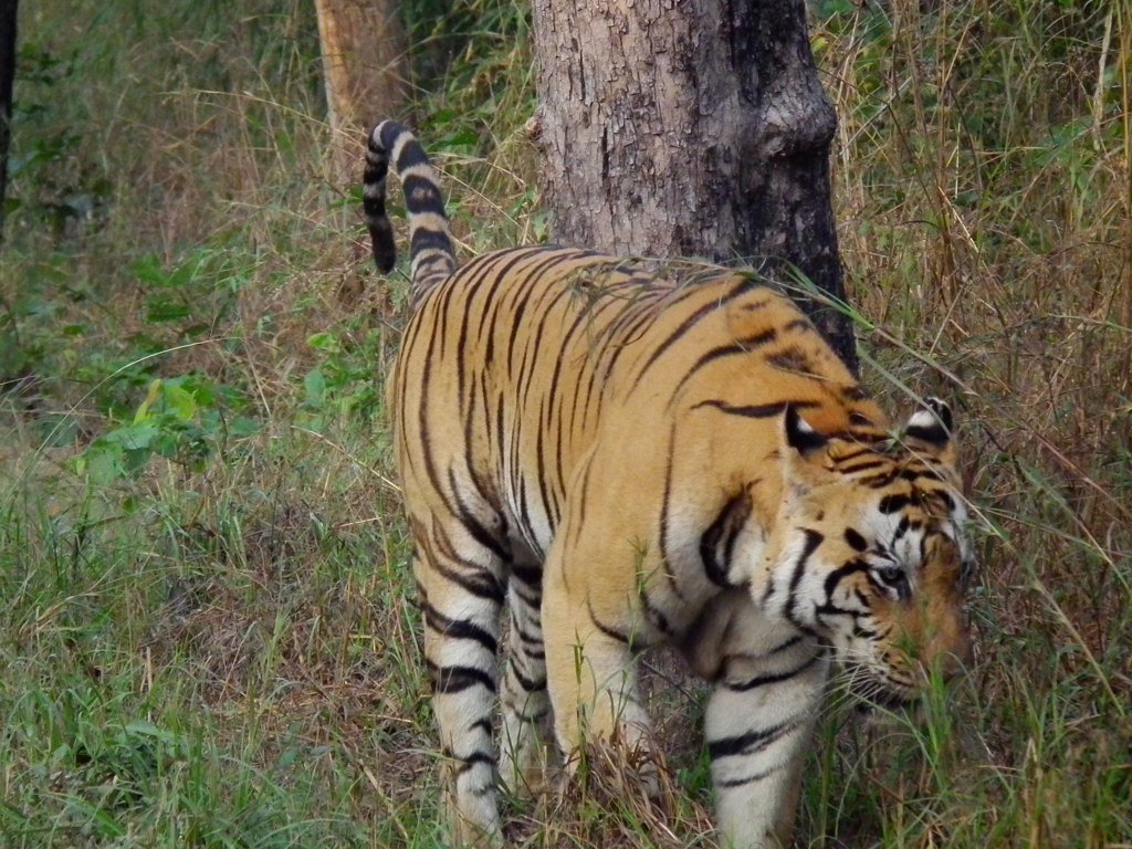 7 Big Cats That Mark Their Turf With More Than Just Scent