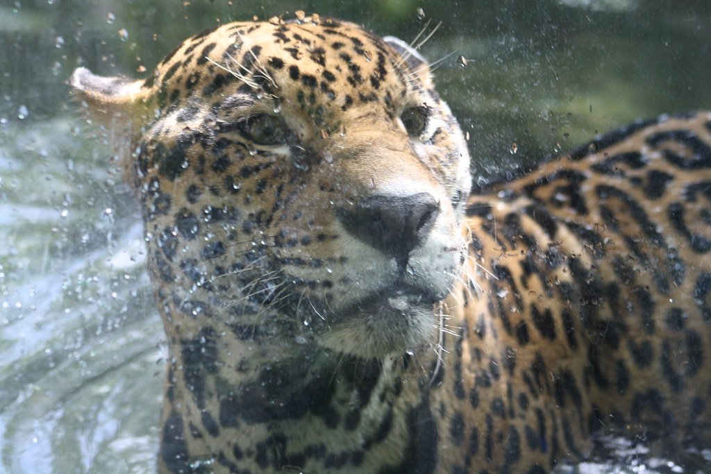 Jaguars: Masters of the Rainforest Heat (image credits: flickr)