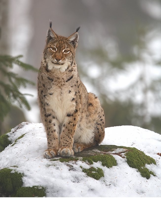 Lynx: Arctic Specialists with Built-in Snowshoes (image credits: wikimedia)