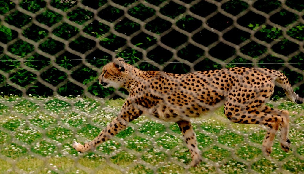 Cheetahs: Speed Demons of the Scorching Grasslands (image credits: flickr)