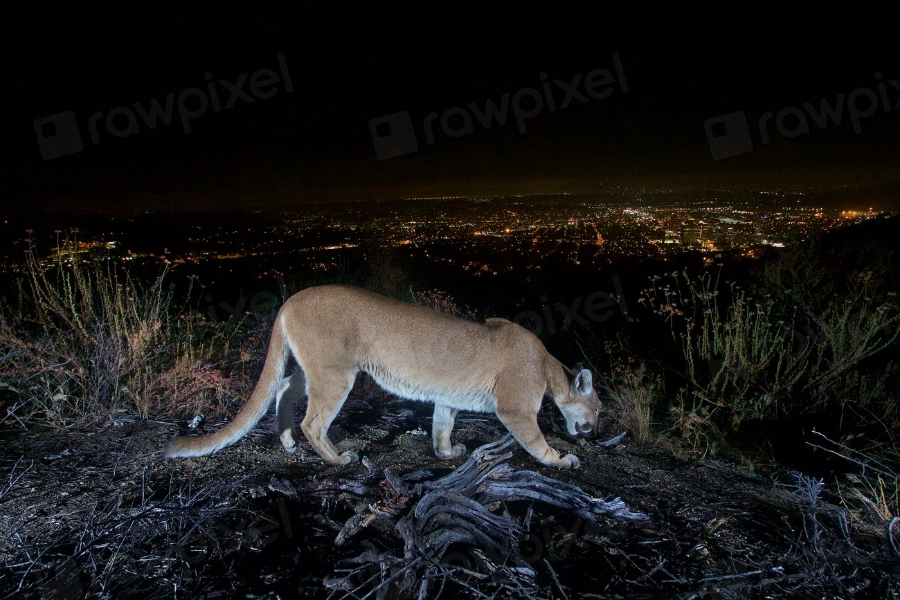 Mountain Lions: Adapting to Extreme Altitude (image credits: rawpixel)