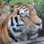 Conclusion: Nature's Ultimate Survivors