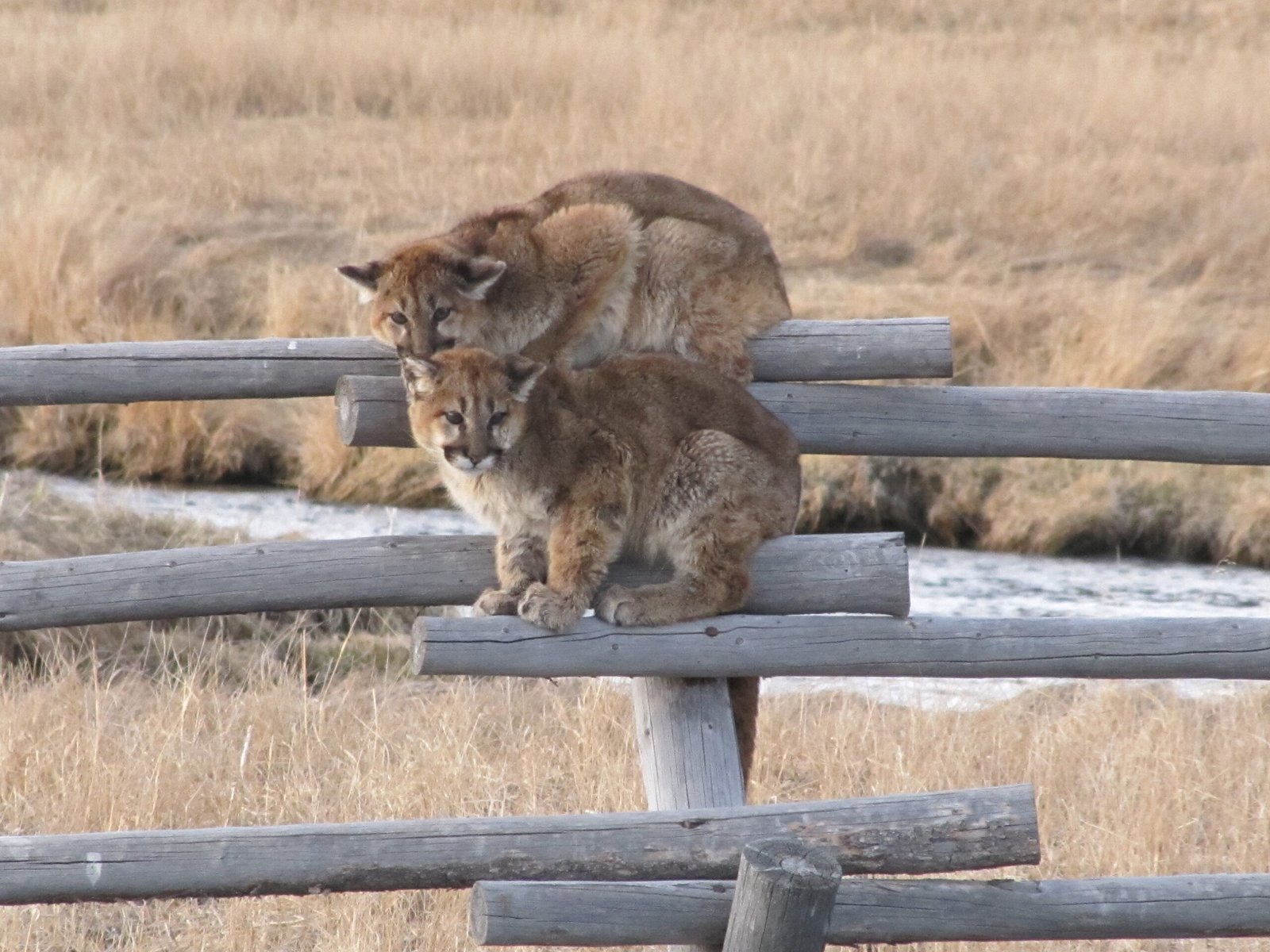 The Mountain Lion's Crouching Conversations (image credits: wikimedia)