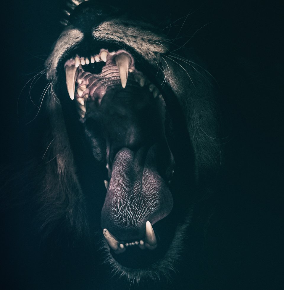 The Science Behind Super-Powered Roars (image credits: stocksnap)