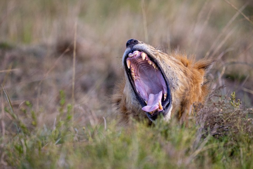 When Roars Become Legends (image credits: stocksnap)