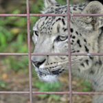 These 8 Big Cats Communicate With Body Language Only