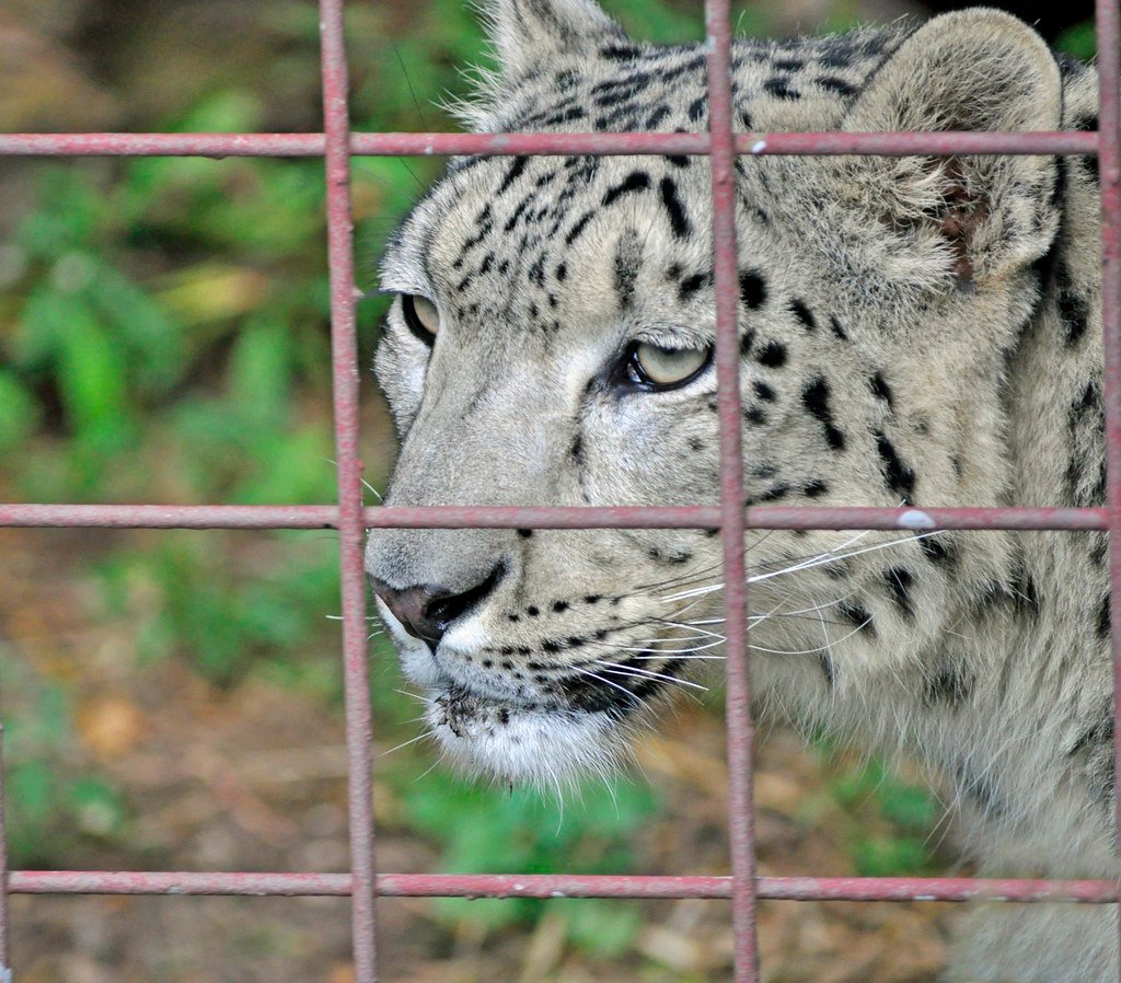These 8 Big Cats Communicate With Body Language Only