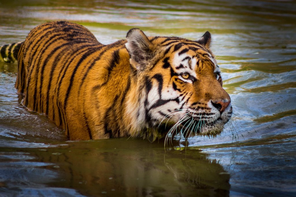 Conclusion: The Echo of the Wild (image credits: flickr)
