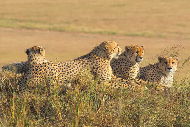 6 Big Cat Roars That Were Heard From Over 5 Miles Away
