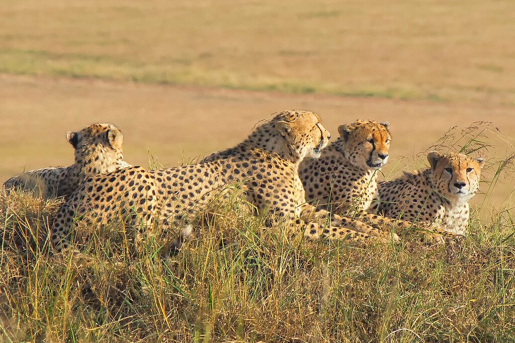 6 Big Cat Roars That Were Heard From Over 5 Miles Away