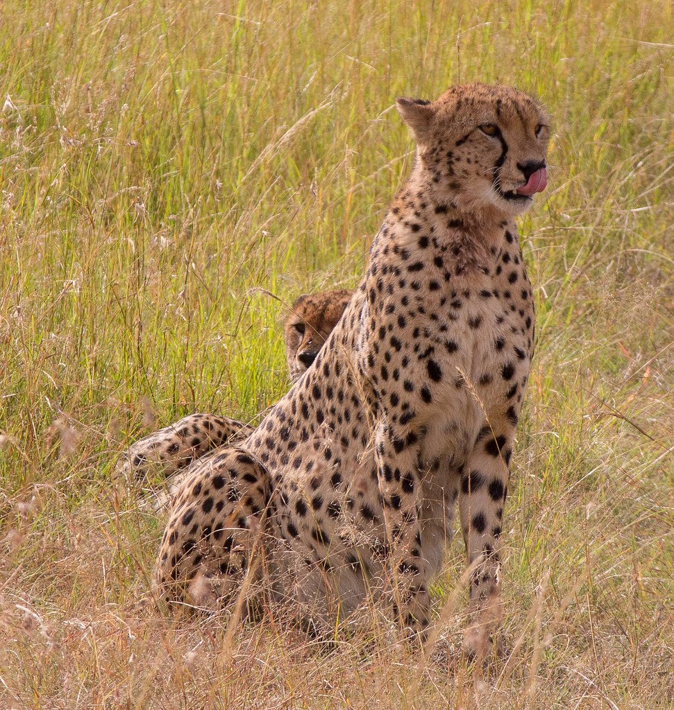 Leopards: The Adaptable Survivors Still Losing Ground (image credits: flickr)