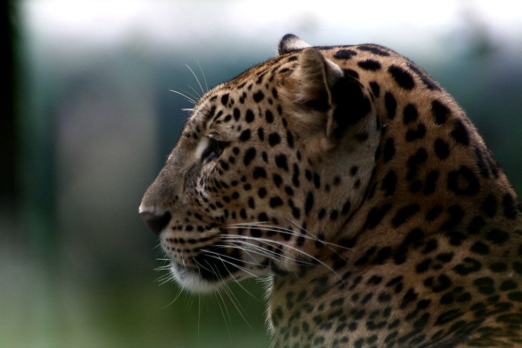 Jaguars: Amazon's Apex Predator Losing Its Rainforest Kingdom (image credits: flickr)