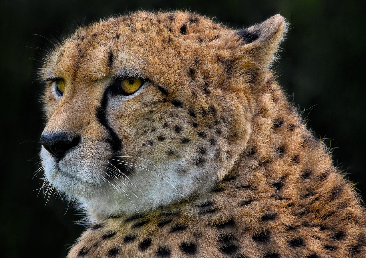 Cheetahs: Built for Speed but Racing Against Time (image credits: pixabay)