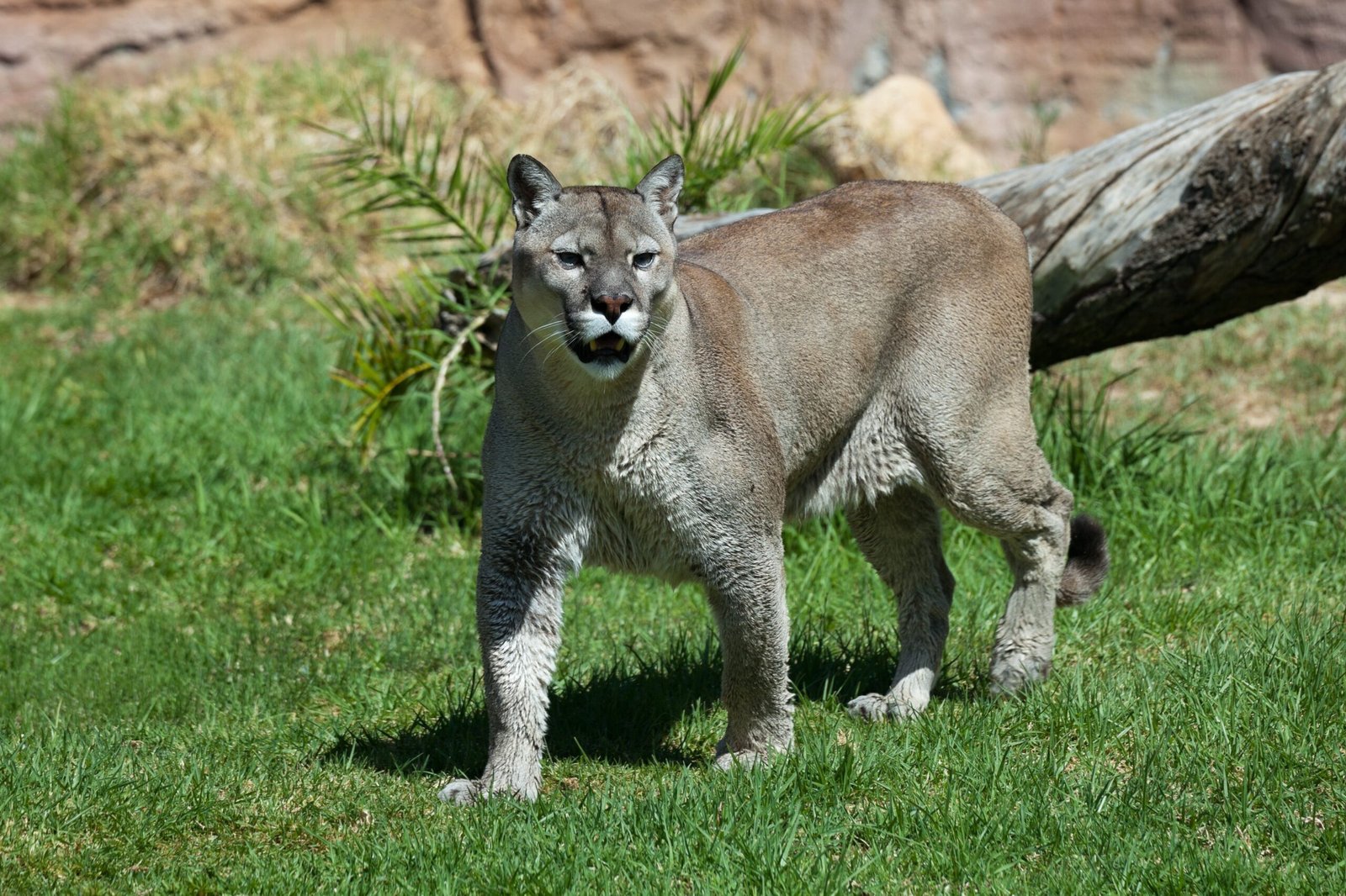 Pumas: The Adaptable Wanderers Facing Fragmented Futures (image credits: wikimedia)