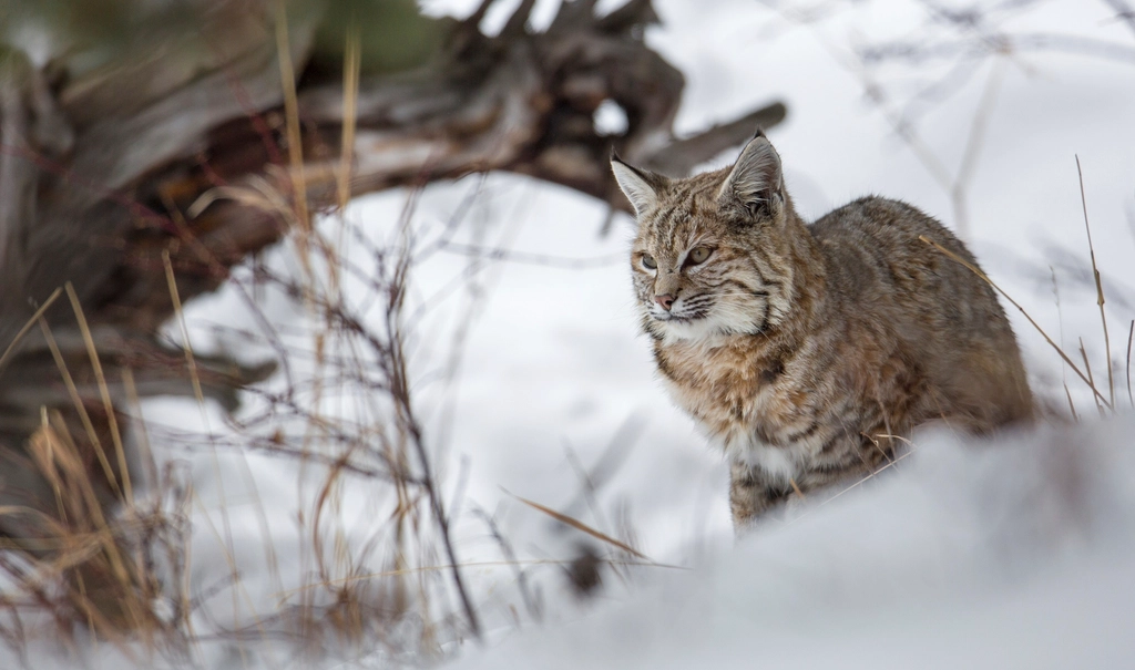 Lynx: Cold-Weather Specialists Struggling with Warming Climates (image credits: rawpixel)