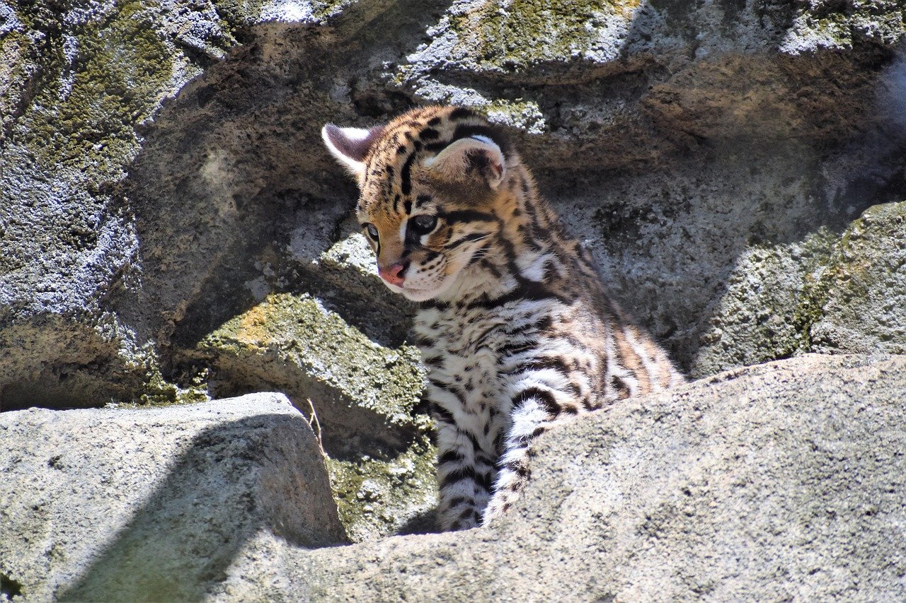 Ocelots: Miniature Leopards Losing Their Forest Homes (image credits: pixabay)