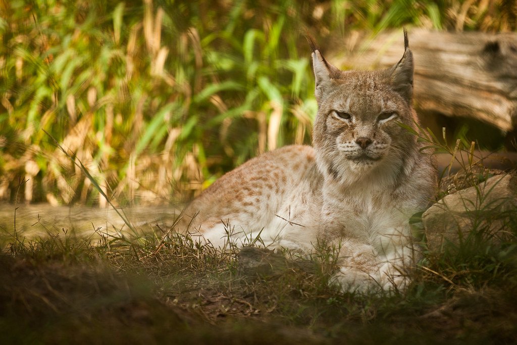 Caracals: Desert Specialists Facing Expanding Human Settlements (image credits: flickr)