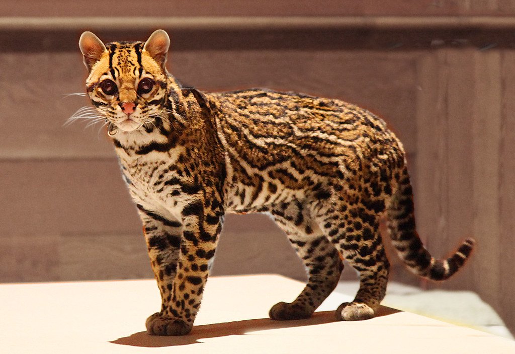 Fishing Cats: Wetland Warriors Losing Their Aquatic Kingdoms (image credits: flickr)