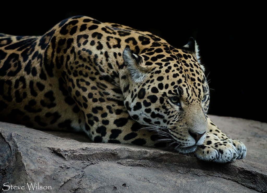 Conservation Hope: Protecting Our Planet's Greatest Hunters (image credits: flickr)