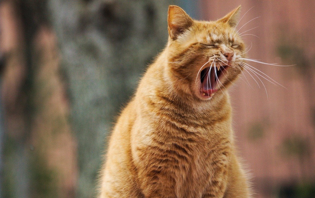 Why Apex Status Doesn't Always Mean Survival for Big Cats