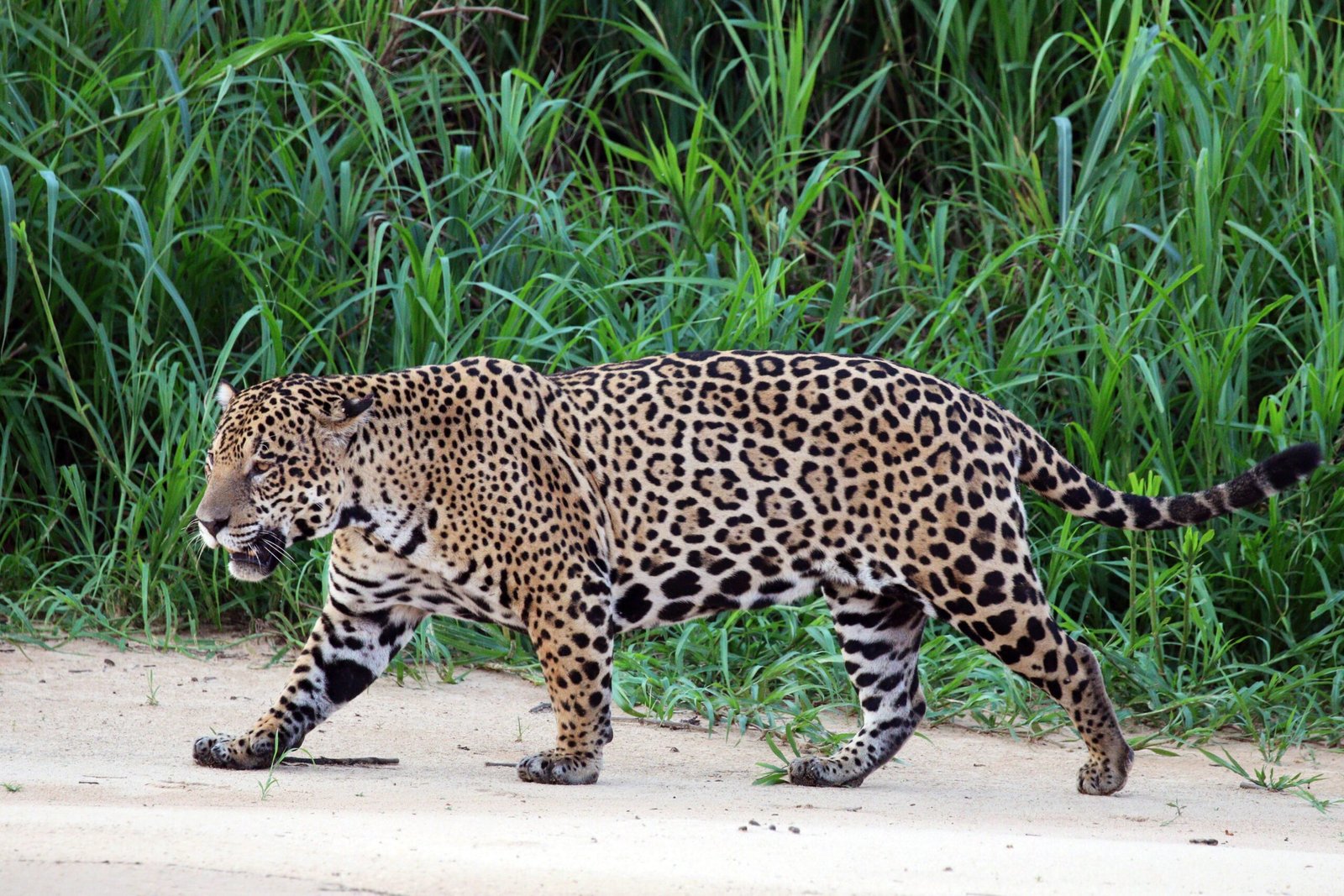 Jaguars Seek River Sanctuaries (image credits: wikimedia)