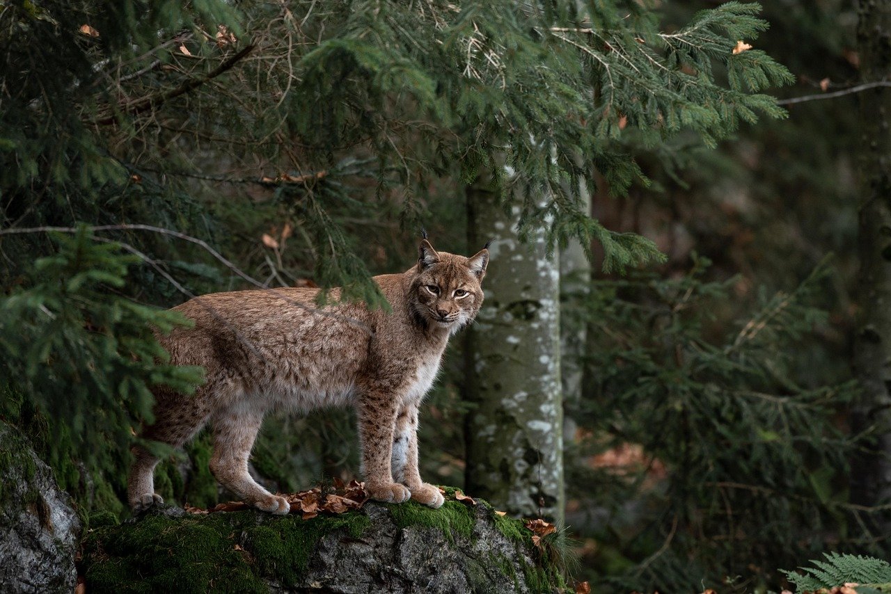 Bobcats' Urban Heat Island Navigation (image credits: pixabay)