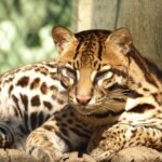 What 2024's Heatwaves Taught Us About Big Cat Adaptation