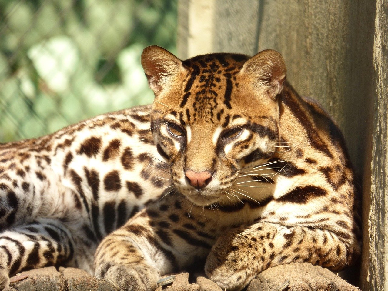 What 2024's Heatwaves Taught Us About Big Cat Adaptation