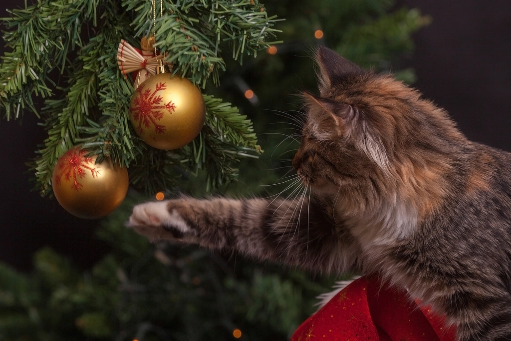 Cat Trees: The Ultimate Jungle Gym (image credits: rawpixel)