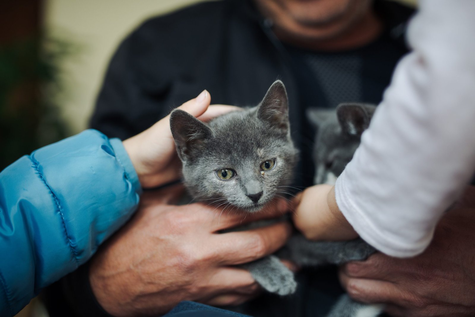 Gentle Petting: Read the Room (image credits: wikimedia)