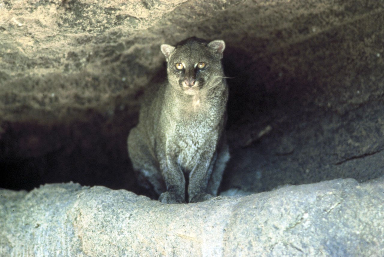 Elusive Even to Scientists (image credits: wikimedia)
