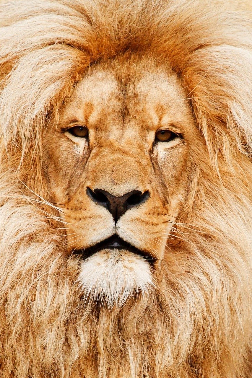 The Phantom Predator of Ancient Africa (image credits: pixabay)