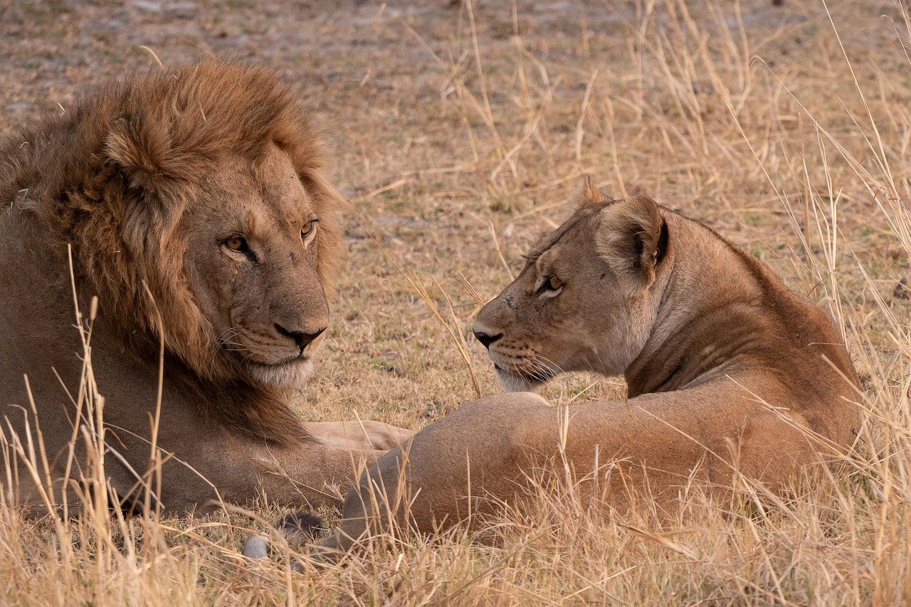 Life in the Changing African Landscape (image credits: pixabay)