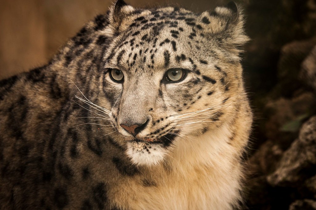Social Behavior and Pack Dynamics (image credits: flickr)
