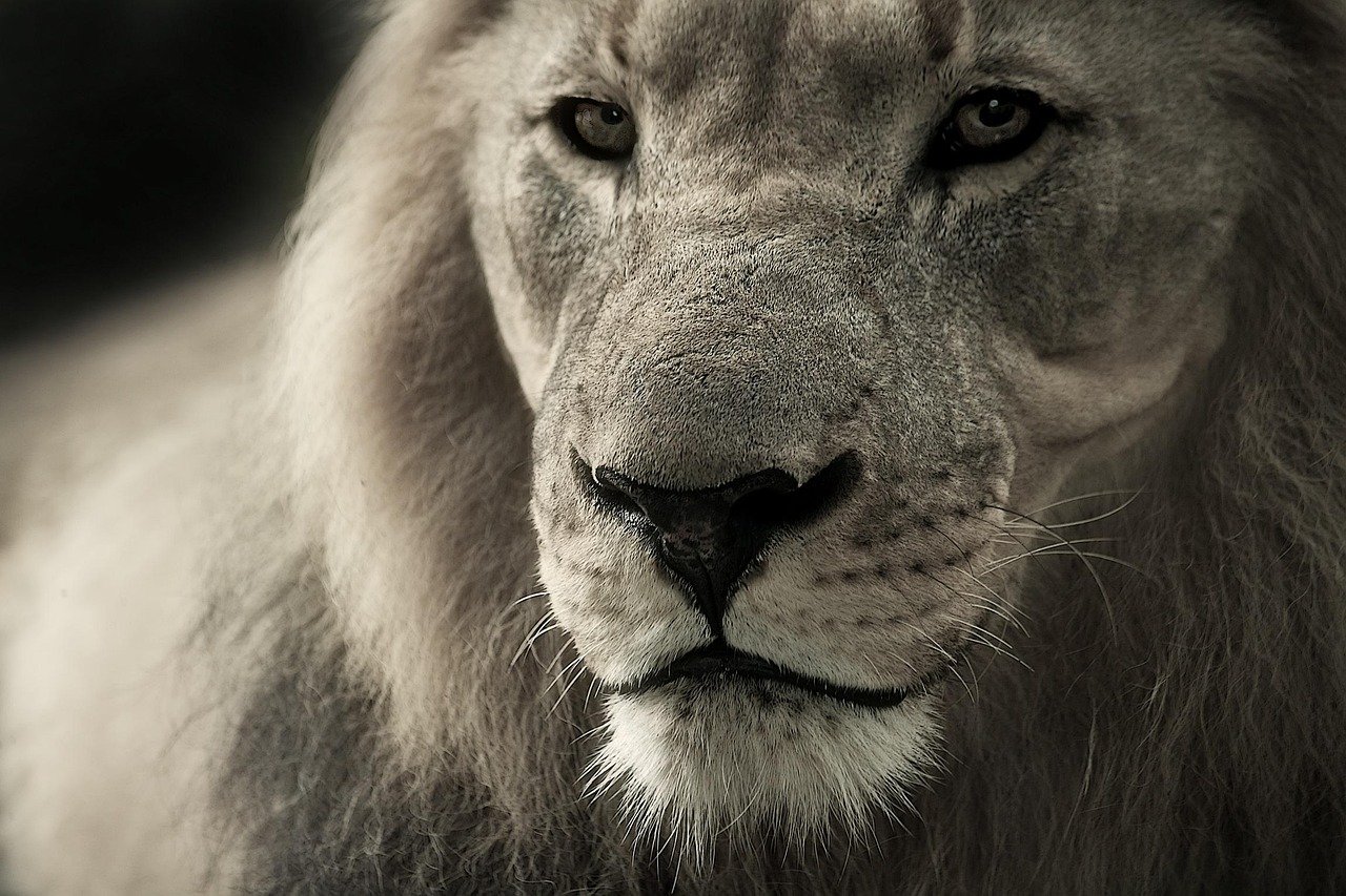 Environmental Factors in Extinction (image credits: pixabay)