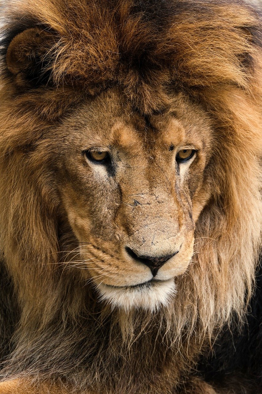 The Misunderstood Predator of Ancient America (image credits: pixabay)